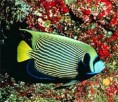 /album/photogallery/tropical-fish-gbr-jpg/